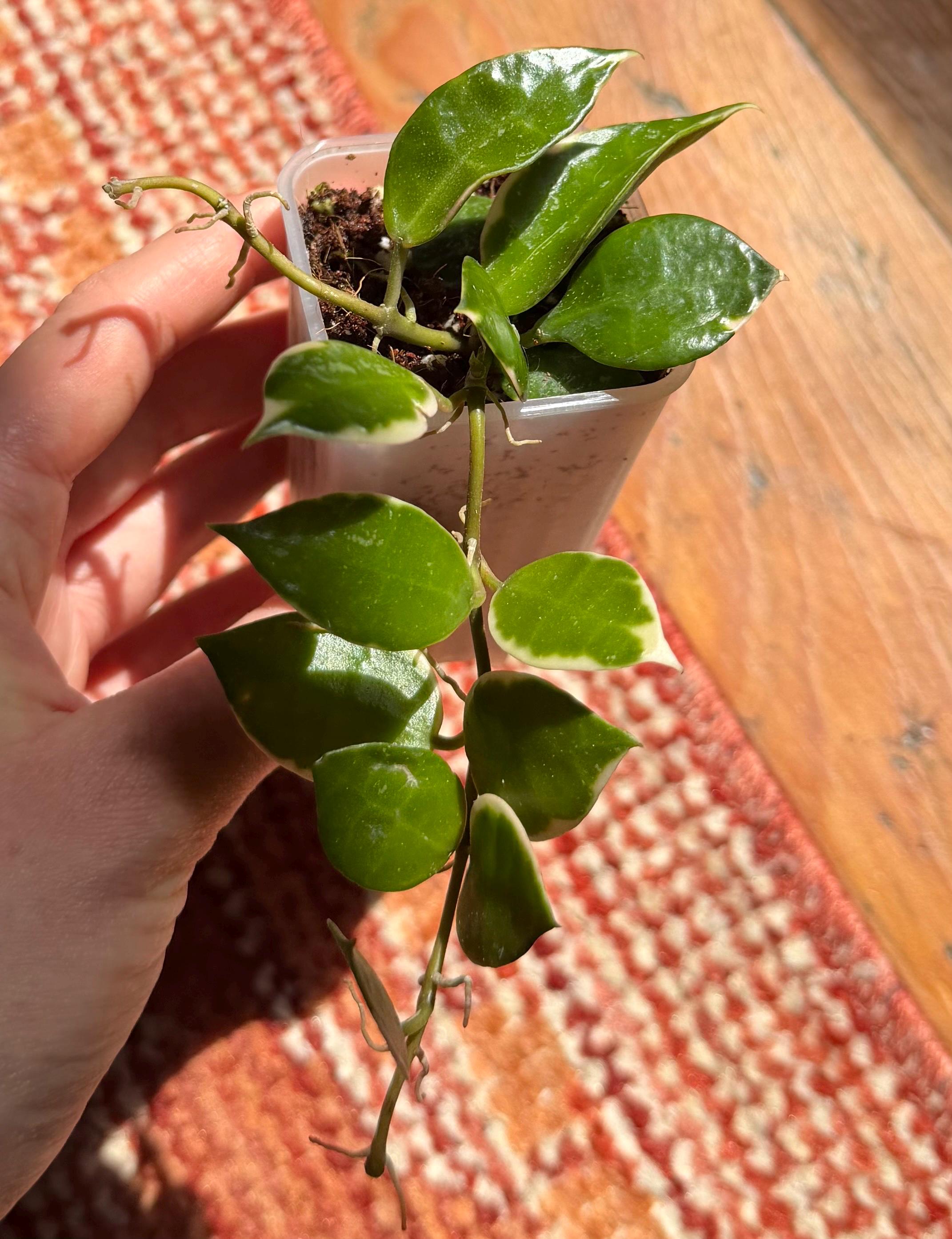 Hoya Asami Clone 2 - Etsy