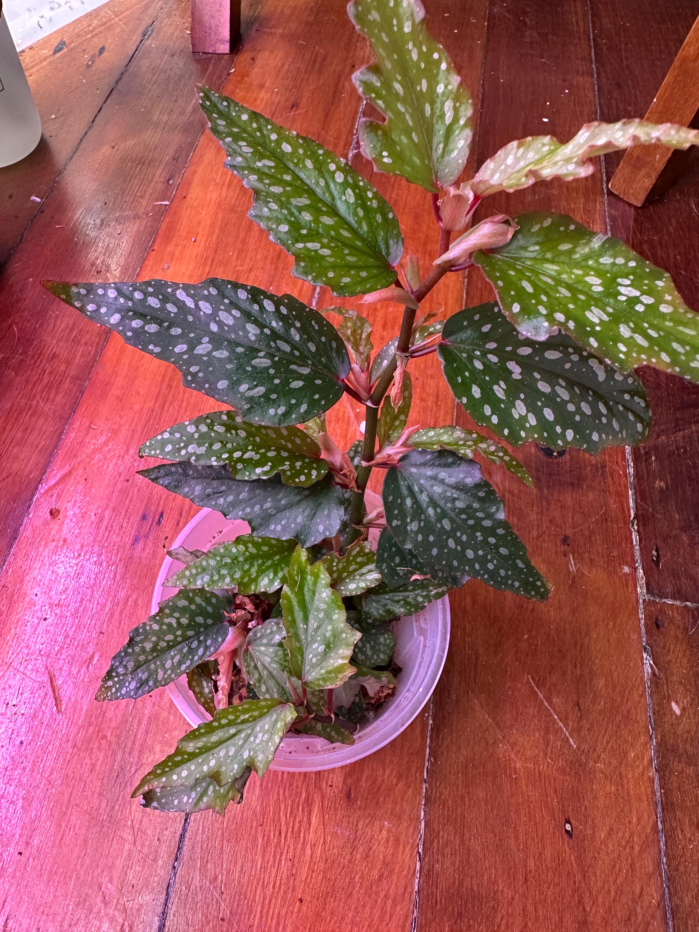 Angel wing begonia plant - Etsy 日本