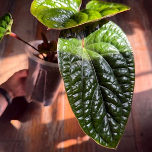 May include: A close-up of a vibrant green plant with large, textured leaves. The plant is in a clear plastic pot, and the leaves have a glossy sheen. The plant is set against a wooden surface, with sunlight casting shadows.