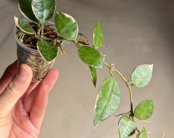 May include: A Hoya carnosa tricolor plant in a small clear plastic cup filled with soil. The plant features trailing vines with variegated leaves that are dark green with light pink and white edges. Small aerial roots grow along the stems.