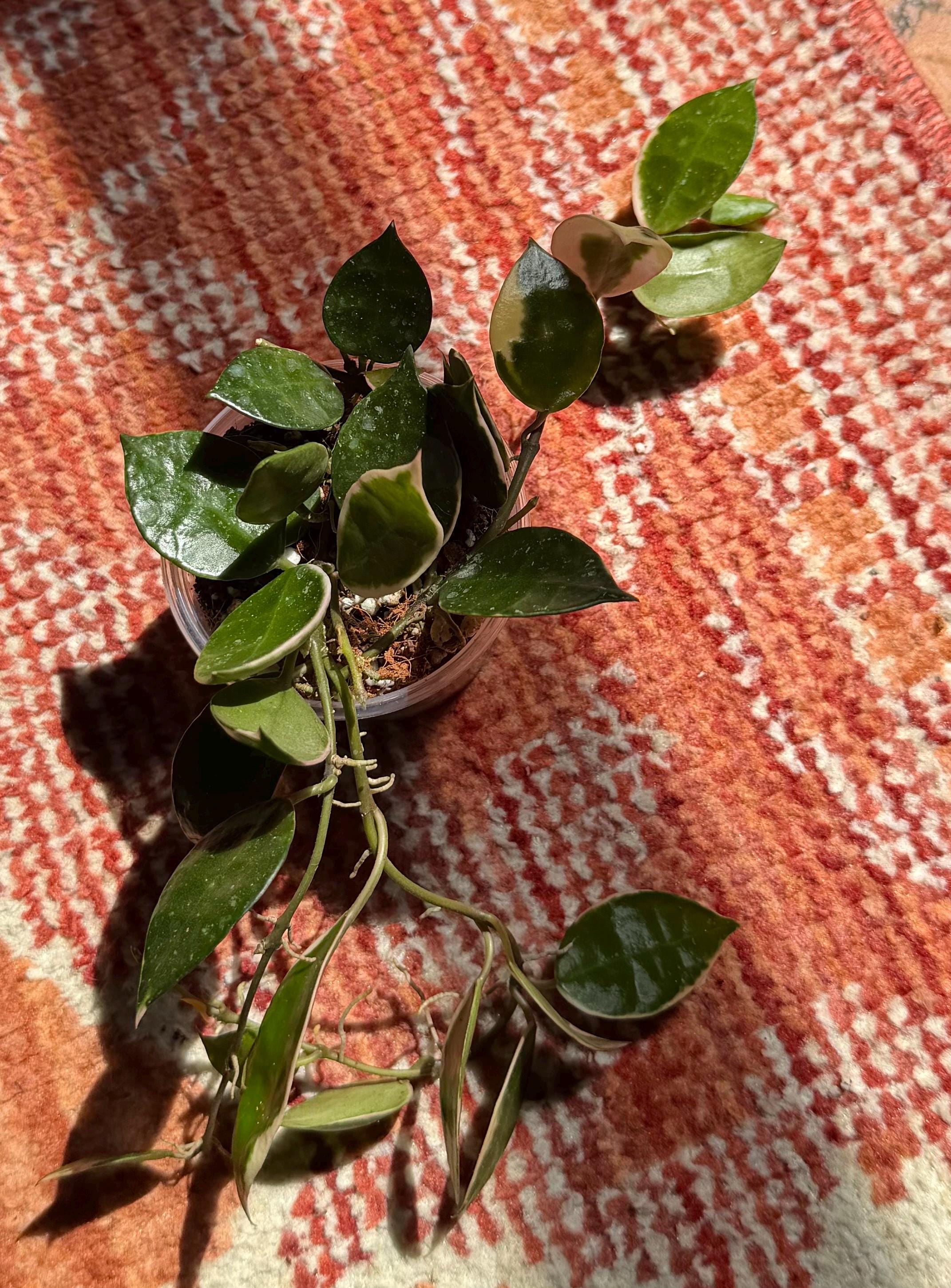 Hoya Asami Clone 2 - Etsy
