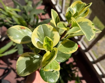 Peperomia Obtusifolia abigarrada - Planta de caucho para bebés - Maceta de 3,5"