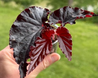 Angel-Wing Begonia ‘Black Magic’ - Exact Plant