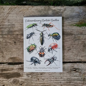 A5 Wenskaart Buitengewone Britse Kevers Natuur Wildlife