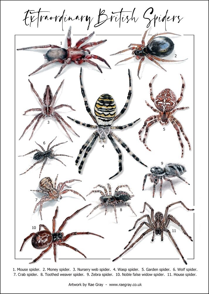 Different Types Of Spiders In England