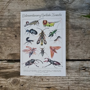 A5 Grußkarte: Extraordinary British Insects