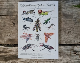 A5 greeting card: Extraordinary British Insects