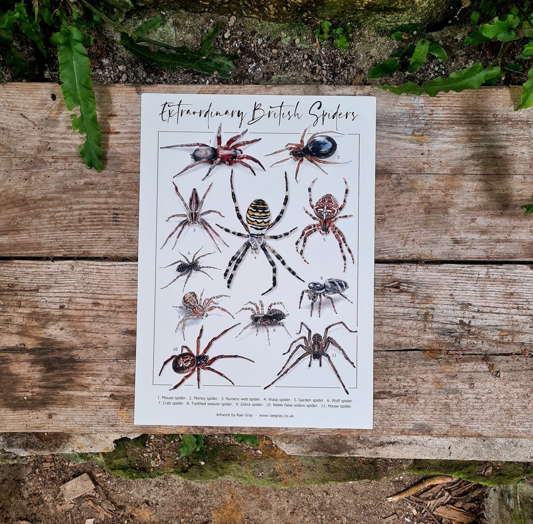A3 Poster: Extraordinary British Spiders - Etsy