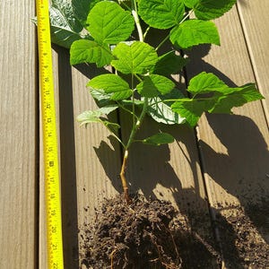 May include: A green raspberry plant with a root ball and soil, positioned next to a yellow measuring tape that indicates a total length of approximately 26 inches from the base of the roots to the top of the highest leaf cluster.