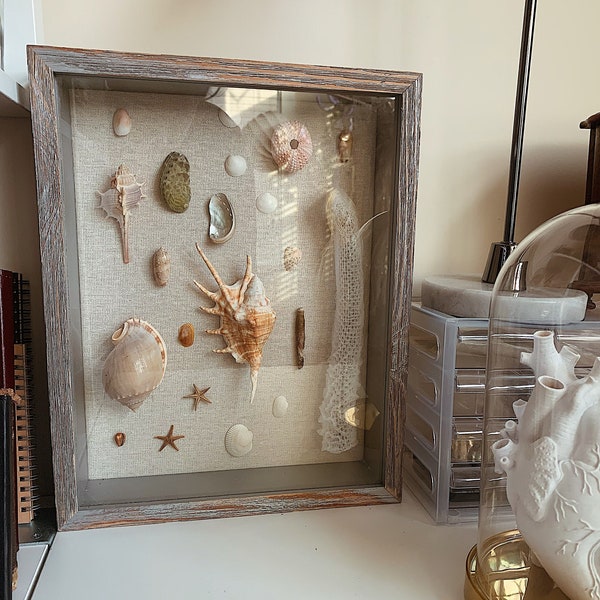 Seashell Display Box Etsy