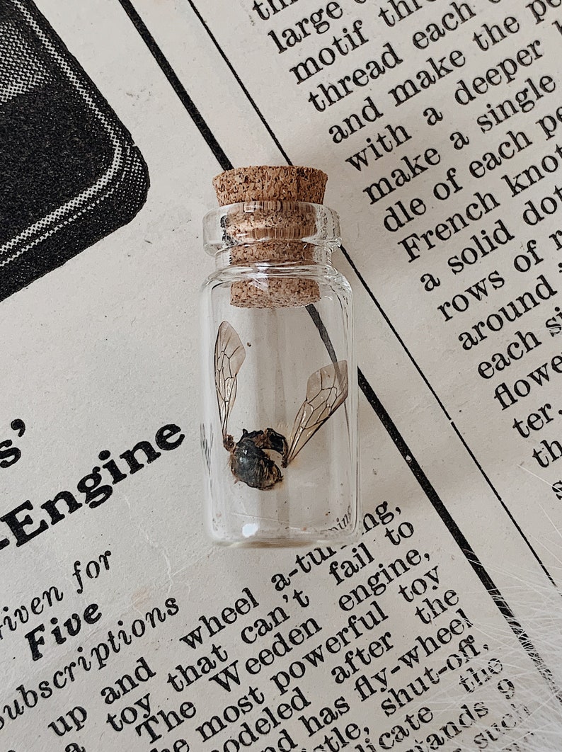 Tiny Specimens, Micro Specimen Vials, Small Specimen Collection, Animal