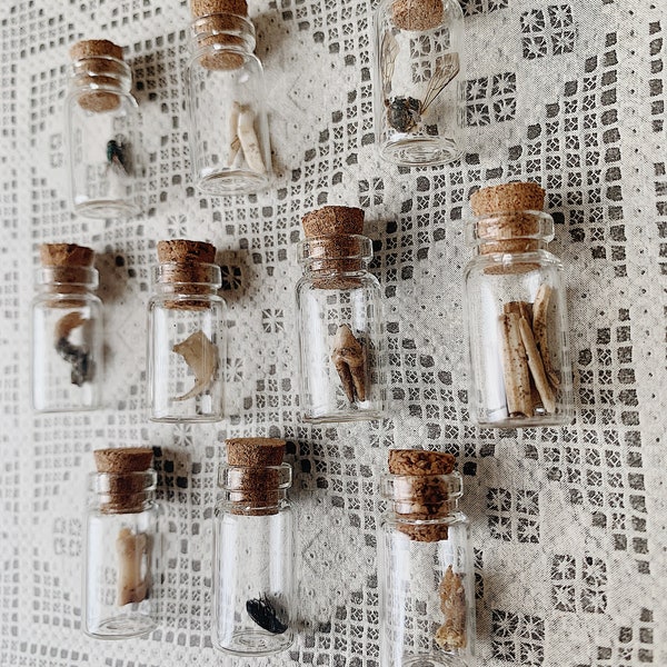 Tiny specimens, Micro specimen vials, Small specimen collection, Animal specimens, Small teeth, Insects, Oddities and Curiosities