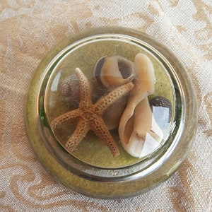 1950&#39;s glass paperweight Beautiful starfish and shells
