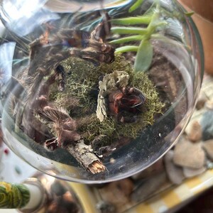 May include: A brown tarantula spider in a glass terrarium with green moss and a small branch. The terrarium is on a table with a yellow and white striped surface.