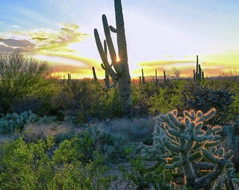 Saguaro Sunset Print, Southwest Wall Art, Fizzy Cholla, Desert Sunlight, Arizona Wall Art, Sun Peeking Through Cactus, Tucson AZ, Sonoran