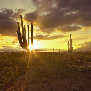 Arizona Sunset Wall Art, Saguaro Cactus Silhouette, Saguaro National Park, Tucson Arizona, Sun Rays Print, Southwest Wall Art, Desert Print