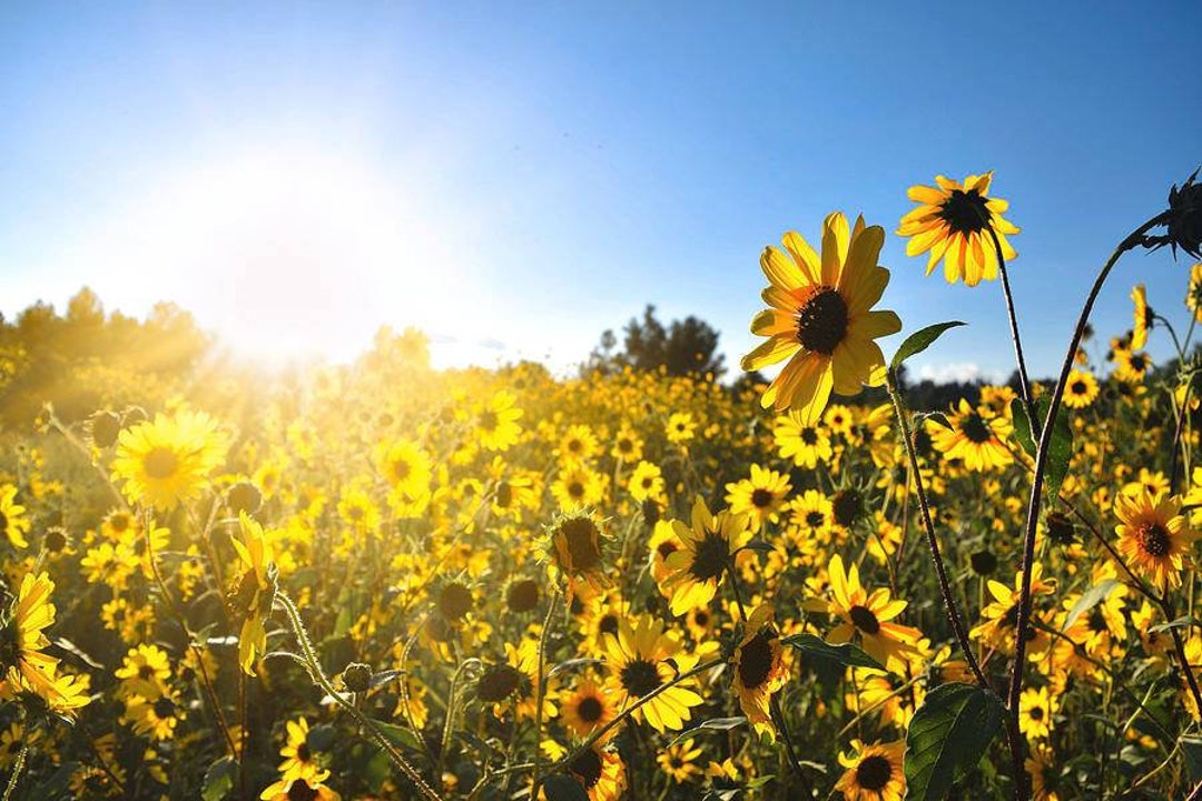 Sunflower Field at Sunset, Flagstaff Wall Art, Sunflower Patch