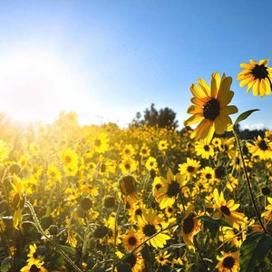 May include: A field of yellow sunflowers in full bloom under a bright blue sky with the sun shining through the flowers.