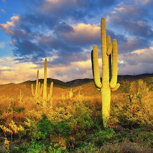 Saguaro Cactus Print, Golden Hour Sunset, Southwest Landscape Print, Arizona Wall Art , Cacti Photography, Tucson Home Decor, Tucson Print