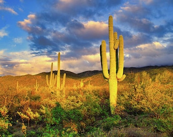 Saguaro Cactus Print, Golden Hour Sunset, Southwest Landscape Print, Arizona Wall Art , Cacti Photography, Tucson Home Decor, Tucson Print