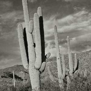 Saguaro Cactus Wall Art, Black and White Desert, Southwest Landscape, Arizona Wall Art Print, Cacti Photography, Tucson Home Decor