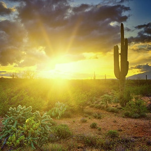 Sunburst Print, Saguaro Cactus Sunset, Arizona Landscape Wall Art, Luster Paper Print, Southwest Decor, Tucson Wall Art, Saguaro Photo