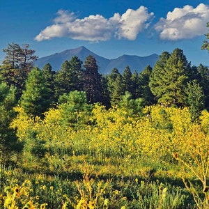 May include: A field of yellow wildflowers in full bloom with a mountain range in the background. The sky is blue with white clouds.