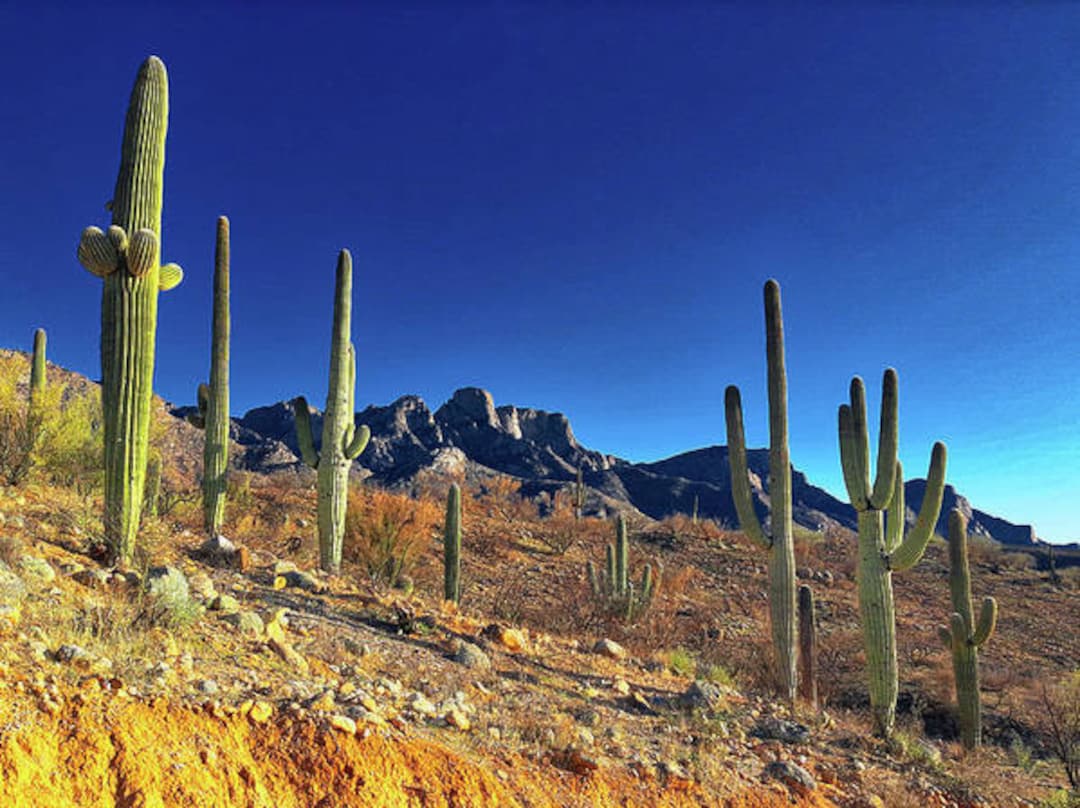 Catalina State Park Tucson Arizona Saguaro Cactus and Blue