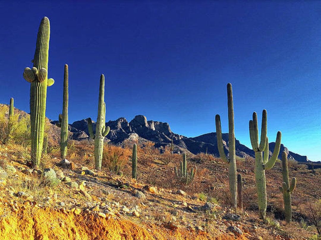 photo tucson desert amateur