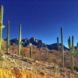 Catalina State Park Tucson Arizona Saguaro Cactus and Blue Sky Southwestern Desert Fine Art Photography Multiple Sizes Luster Photo Prints