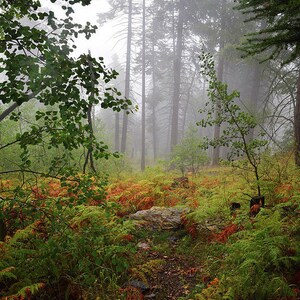 Autumn Foliage Print, Fall Fog, Mount Lemmon, Tucson Arizona, Misty Forest, Mysterious Woods, Autumn Wall Art, Fall Color, Home Decor