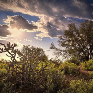 Desert Sunset Print, Sonoran Desert Nature, Arizona Wall Art, Tonto National Forest, Four Peaks Wilderness Print, Cholla and Palo Verde