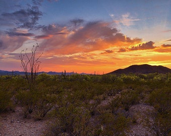 Southwest Sunset Print, Arizona Sunset Print, Ocotillo and Sonoran Desert, Orange Clouds, Desert Landscape, Tucson Wall Art, AZ Home Decor