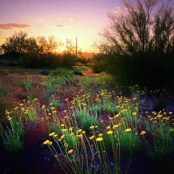 Marigolds Sunset Print, Desert Marigolds, Wildflowers at Sunset, Nature Wall Art, Flowers Home Decor, Arizona Desert, Southwest Photograph