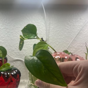 Pothos Cutting