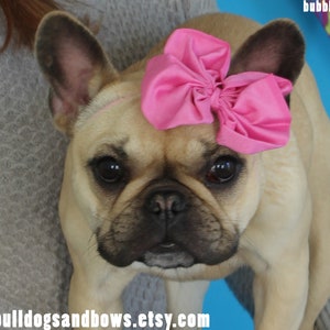 Brilliant Bubblegum Pink Puppy Bow - French Bulldog Accessories - Puppy Bow Headband - Bulldogs & Bows