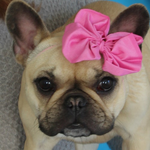 Metallic Gold Puppy Bow French Bulldog Accessories Etsy