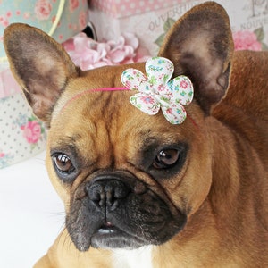 May include: A brown and white French Bulldog wearing a pink headband with a white floral accent. The dog is lying on a white surface. The text "bulldogsandbows.etsy.com" is visible in the background.