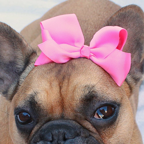 The Perfect Pink Dog Bow French Bulldog Accessories Etsy