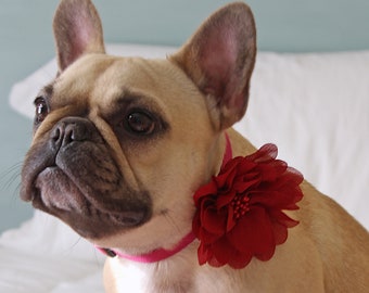 Cranberry Red Dog Collar Flower  - French Bulldog Accessories - Bulldogs & Bows