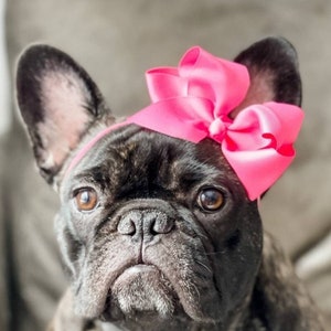 The Perfect Pink Dog Bow - French Bulldog Accessories - Bulldogs & Bows