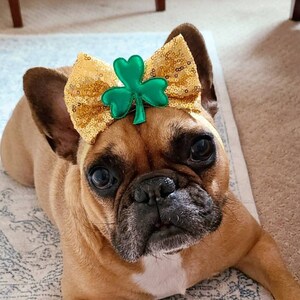 May include: A French bulldog wearing a gold and green shamrock headband. The headband is made of sparkly gold fabric with a green shamrock in the center.