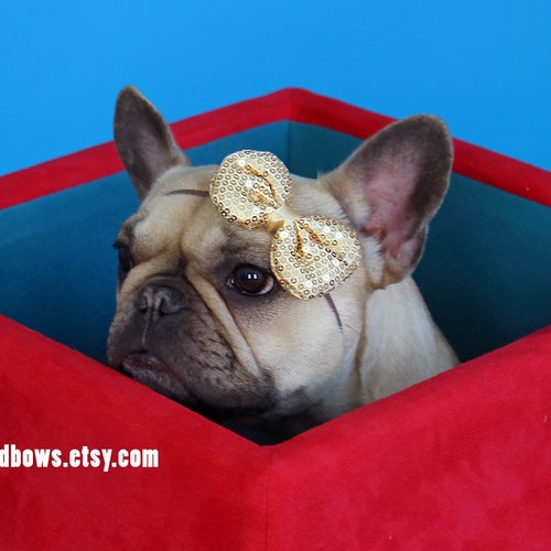 Metallic Gold Puppy Bow French Bulldog Accessories Etsy