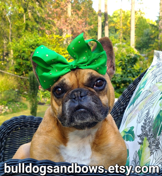 Bulldog with bow deals