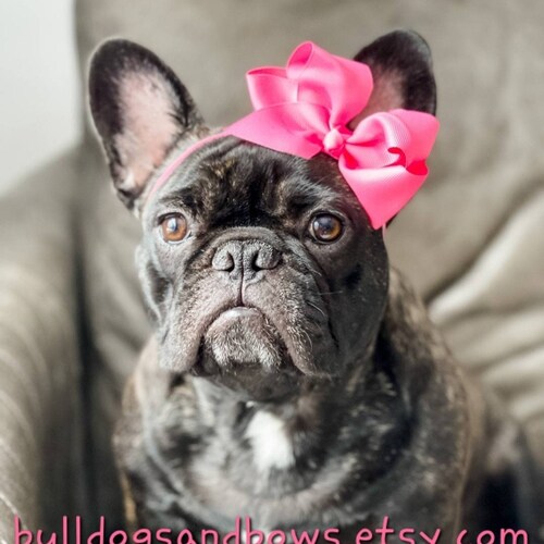 The Perfect Pink Dog Bow French Bulldog Accessories Etsy