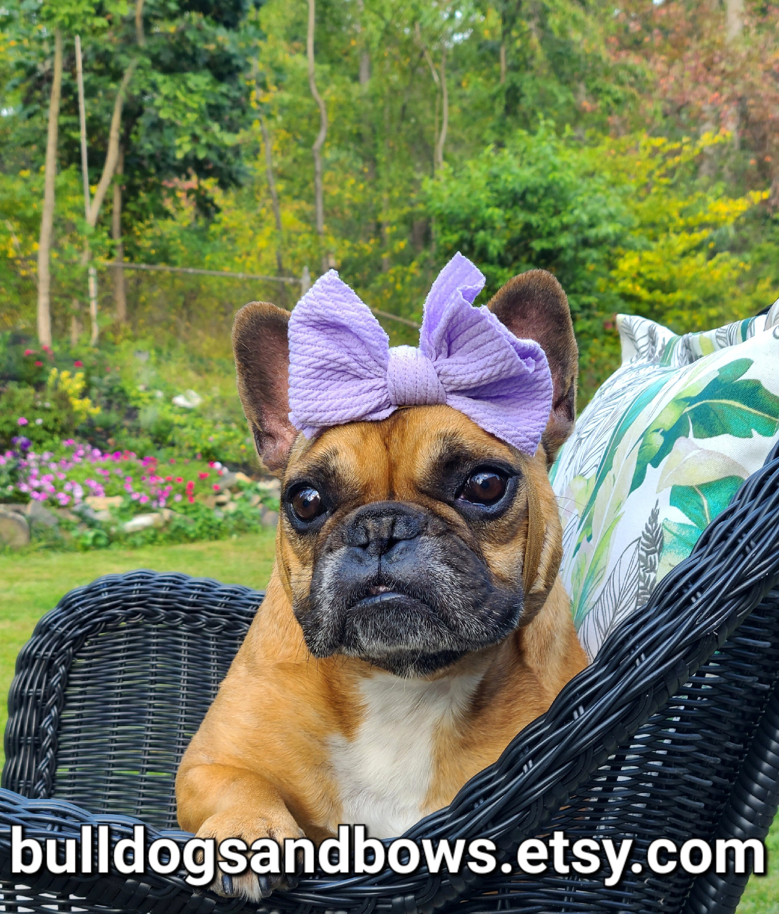 French Bulldog Hair Bows