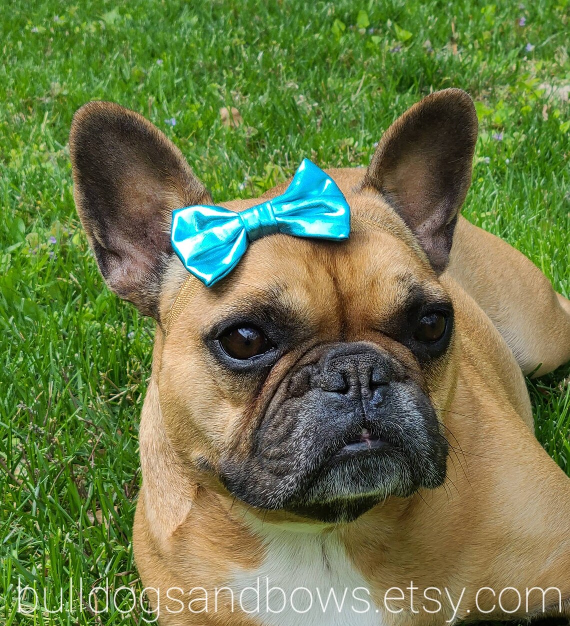 Marvelous Metallic Puppy Bow French Bulldog Accessories Etsy
