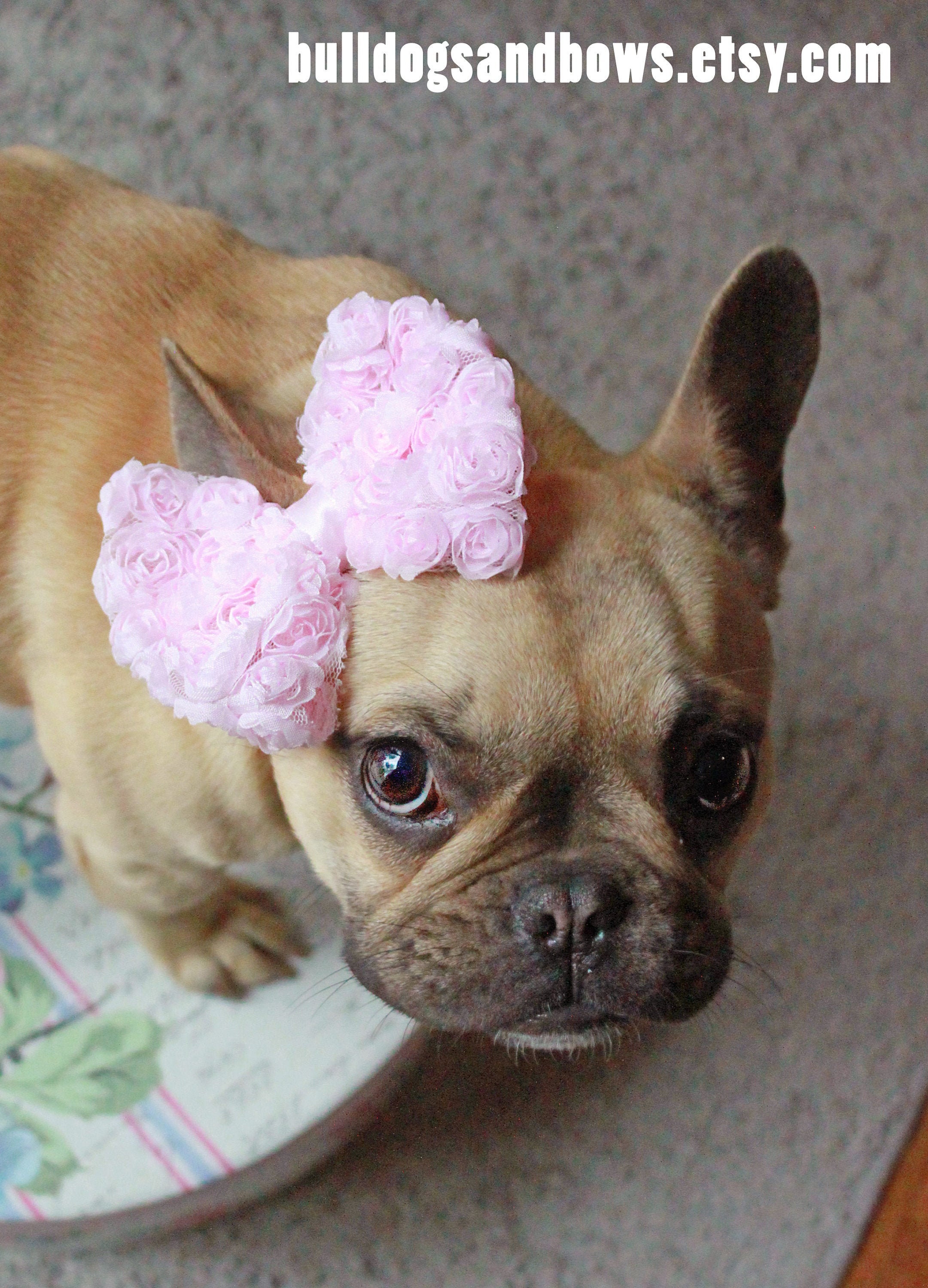 French Bulldog Headband - Etsy