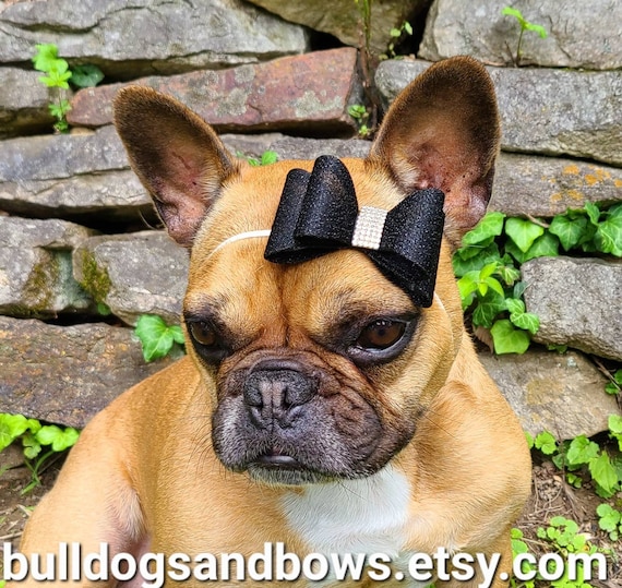 Bulldog accessories cheap