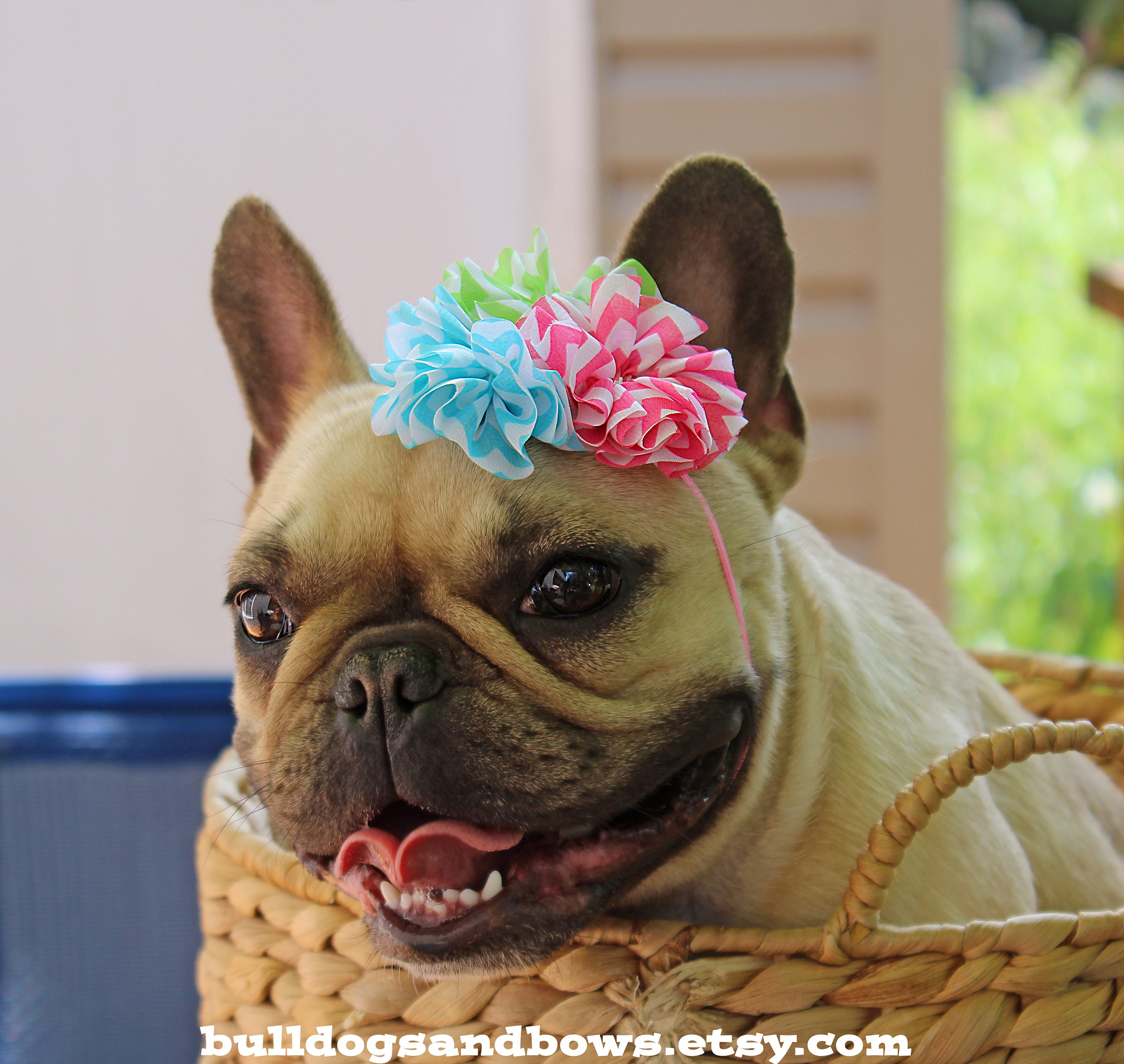 Summer Flare Dog Headband - French Bulldog Accessories - Bulldogs
